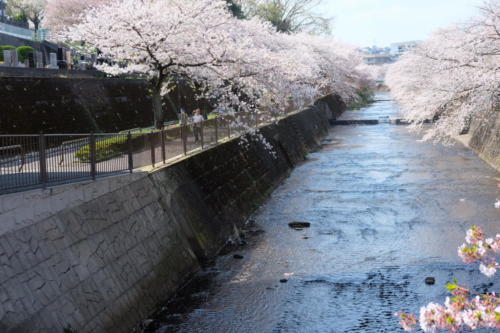 Sakura