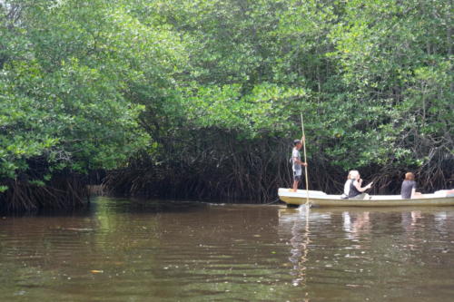 Mangrove