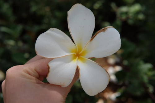 Plumeria